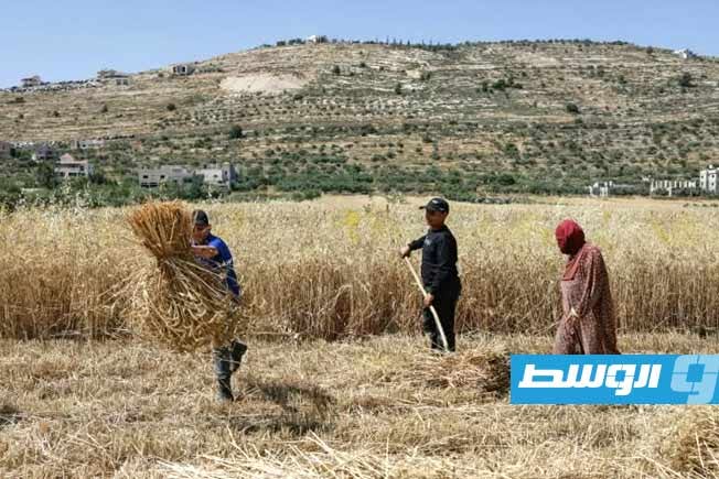 بين حرق المحاصيل وسرقة الماشية.. مزارعون فلسطينيون يسرعون إلى الحصاد في مواجهة عنف المستوطنين