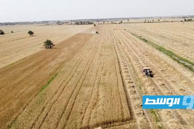 العراق يعلن شراء 4.1 مليون طن من القمح المحلي منذ بداية الموسم