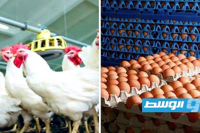 تحسن المعروض يهبط بأسعار الدواجن والبيض في الأسواق الليبية