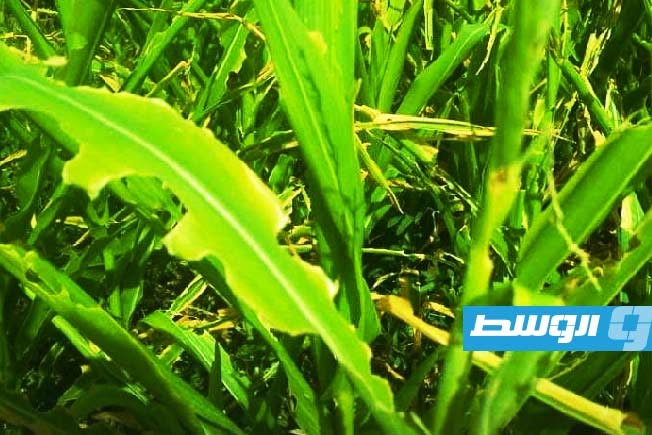 تحذير من انتشار الجراد الصحراوي في تراغن